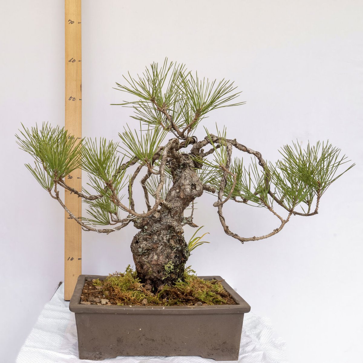 黒松盆栽 | EVER ROOTS BONSAI STORE