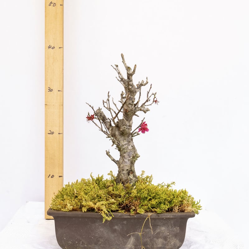 梅盆栽 | EVER ROOTS BONSAI STORE