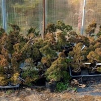 真柏盆栽 | EVER ROOTS BONSAI STORE