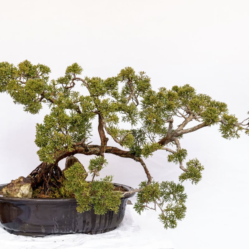 杜松盆栽 | EVER ROOTS BONSAI STORE