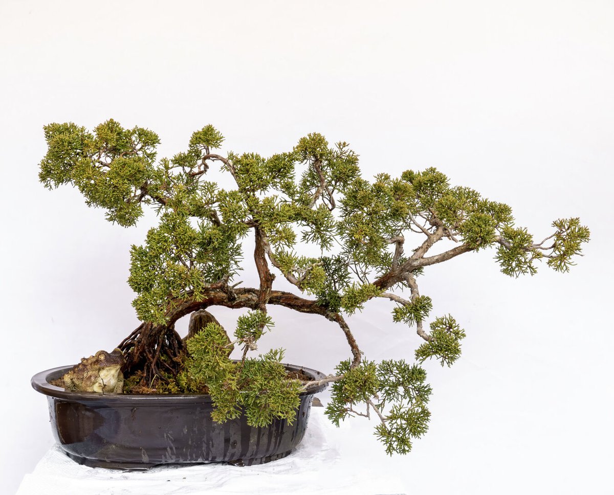 杜松盆栽 | EVER ROOTS BONSAI STORE 杜松盆栽 | EVER ROOTS BONSAI STORE