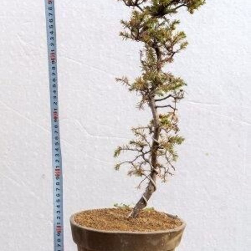 杜松7年物 | EVER ROOTS BONSAI STORE