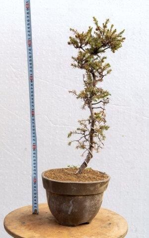 杜松7年物 | EVER ROOTS BONSAI STORE