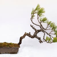 黒松盆栽⑤ Kuromatsu Bonsai] Cute mini black pine with wire for winter