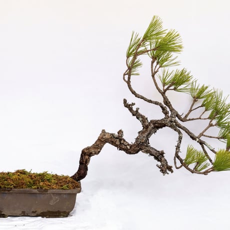 タイムセール⭕️ 実生65年 黒松盆栽 送料無料 BONSAI 盆栽 インテリア タイムセール⭕️ 実生65年 黒松盆栽 送料無料 BONSAI 盆栽