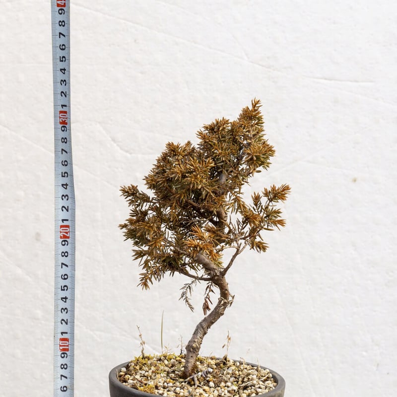 紫杜松6年物 | EVER ROOTS BONSAI STORE