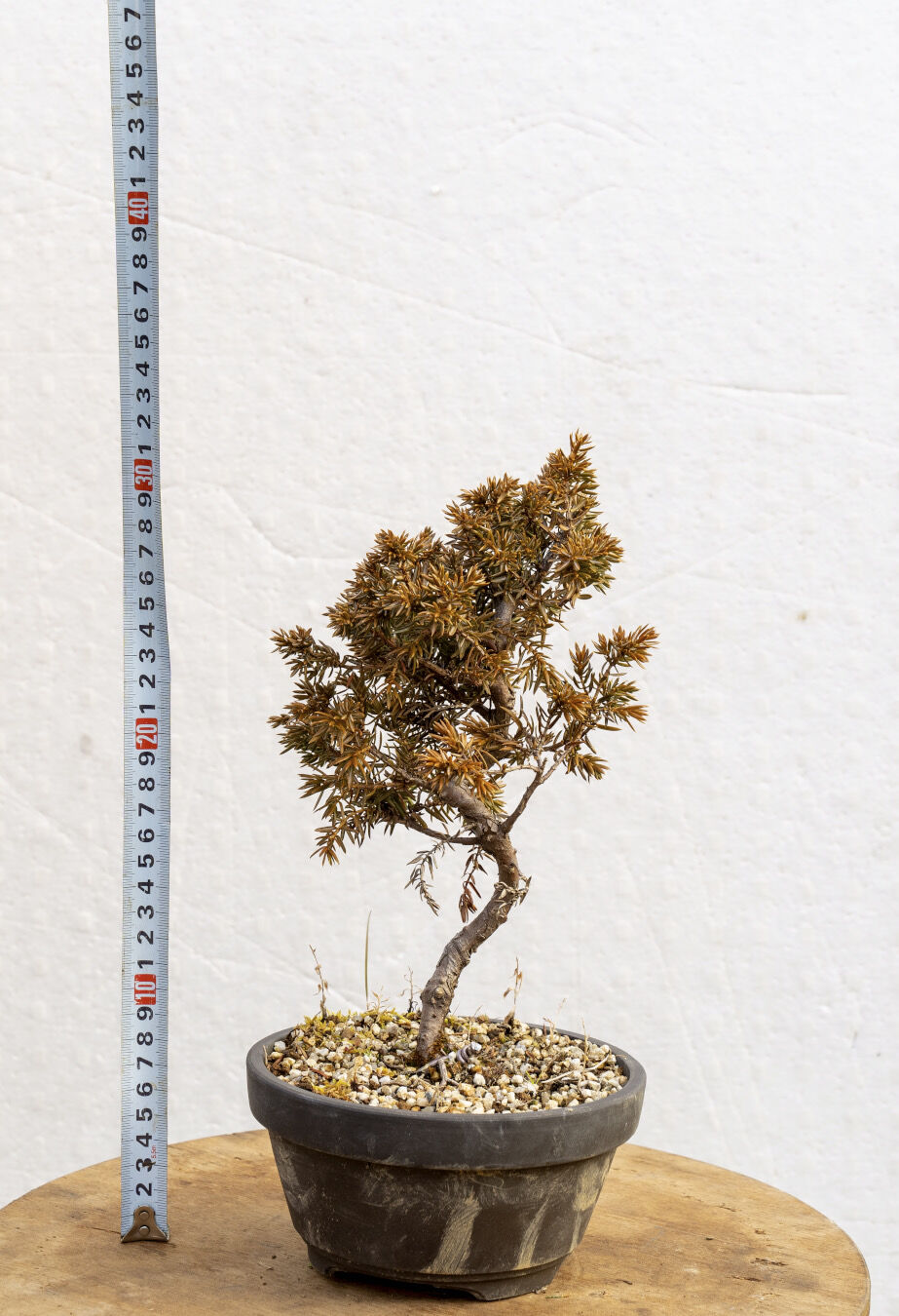紫杜松6年物 | EVER ROOTS BONSAI STORE