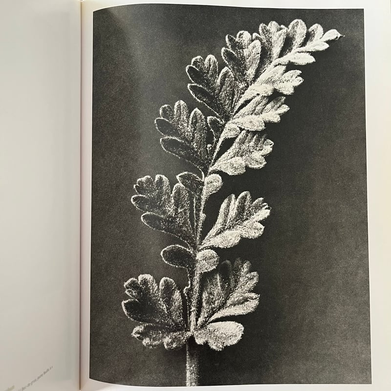 Karl Blossfeldt 1865-1932 | Soleil et Lune Onli