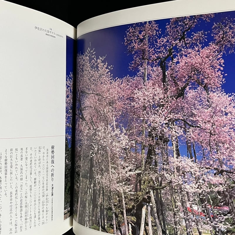 一本桜 森田敏隆写真集 | Soleil et Lune Online Store