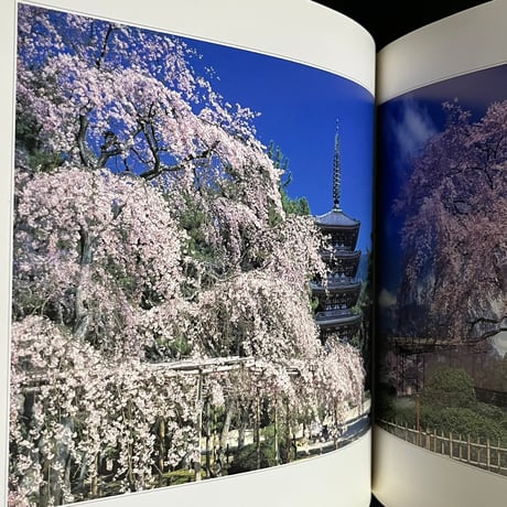 （お取り置き中）一本桜　森田敏隆写真集