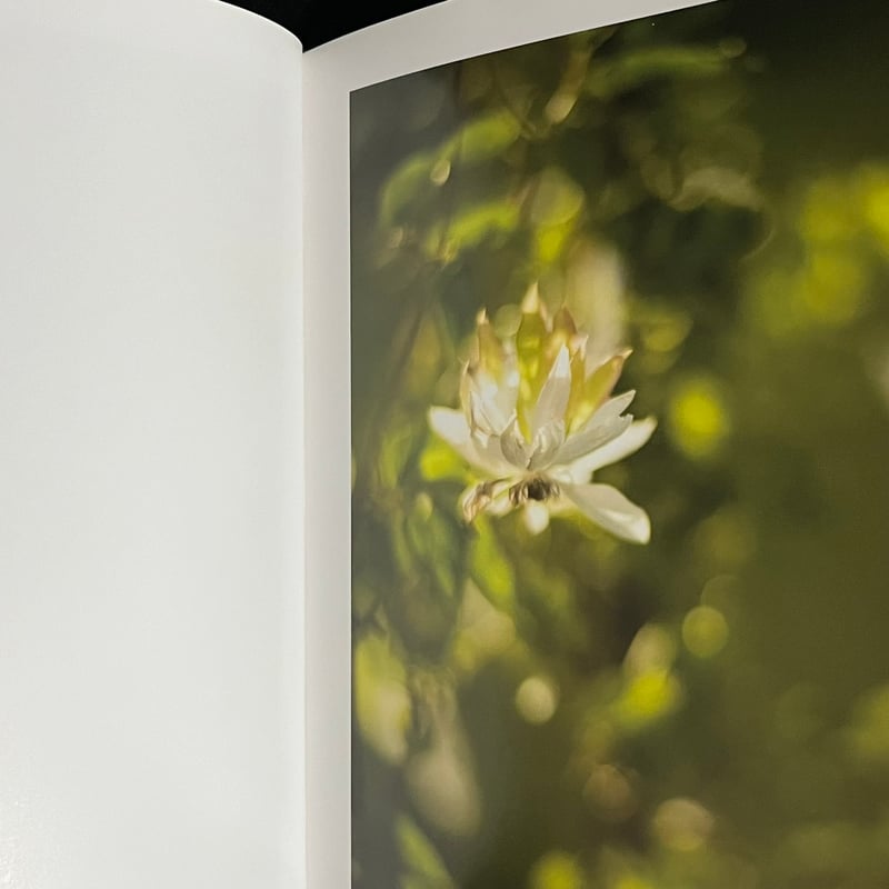 テリ・ワイフェンバックTerri Weifenbach: The May Sun Terri Weifenbach: The may sun | Book Ernest