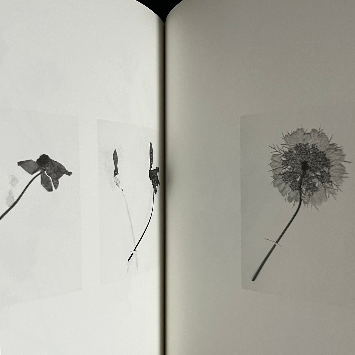 the may sun | Soleil et Lune Online Store