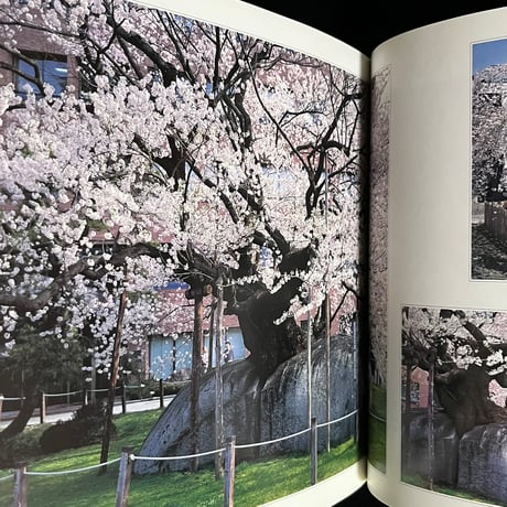 （お取り置き中）一本桜　森田敏隆写真集