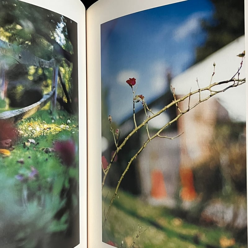 Between Maple and Chestnut | Soleil et Lune Onl