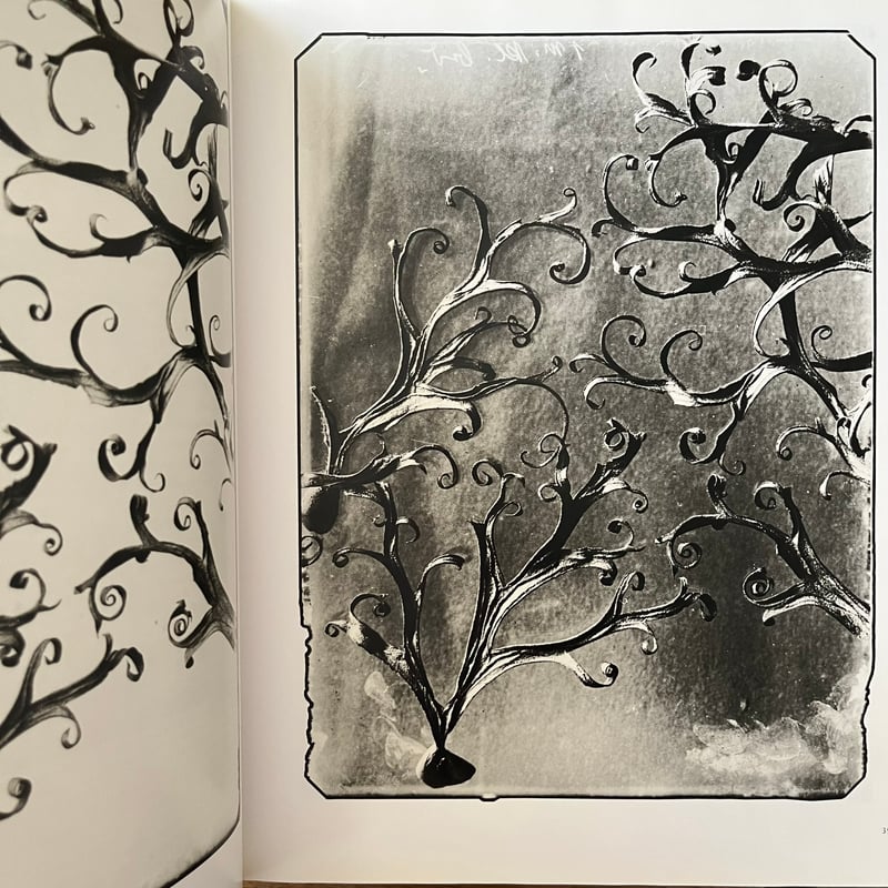 Karl Blossfeldt 1865-1932 | Soleil et Lune Onli