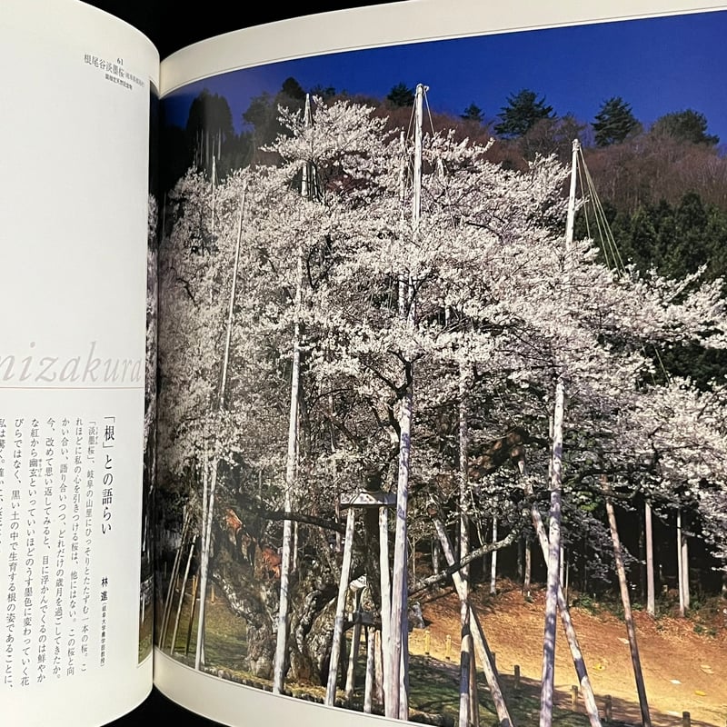 【新品未開封・希少絶版】アポロ社 1500ピース 嵯峨野の竹林 森田敏隆 一本桜 森田敏隆写真集 | Soleil et Lune Online Store