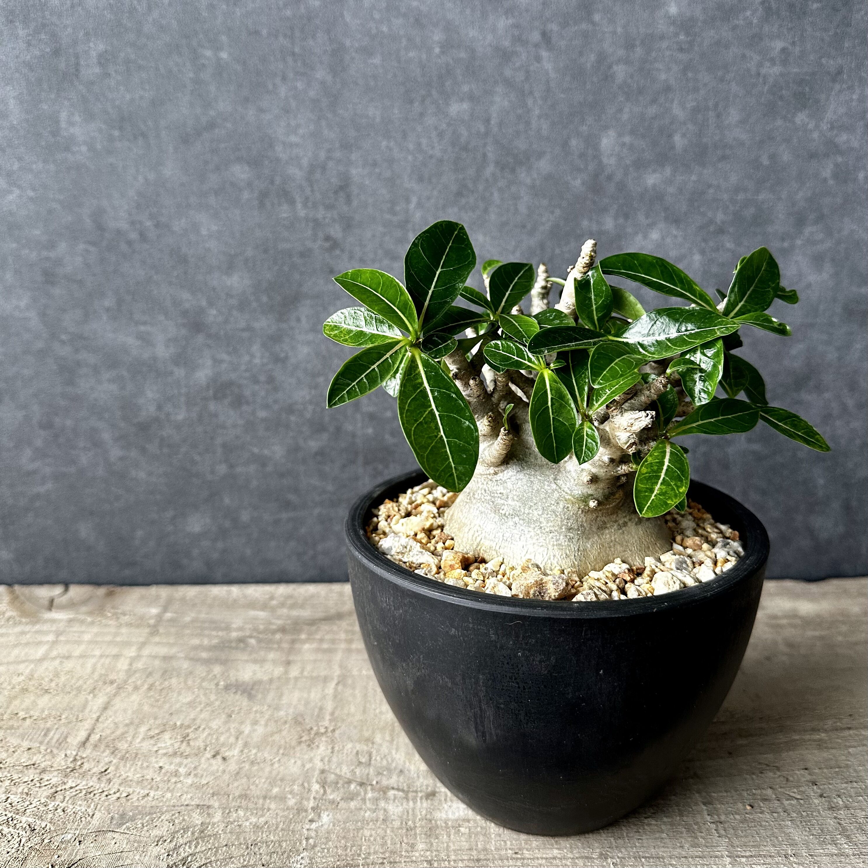 アデニウム アラビアカム ドワーフ 塊根植物 コーデックス 観葉植物