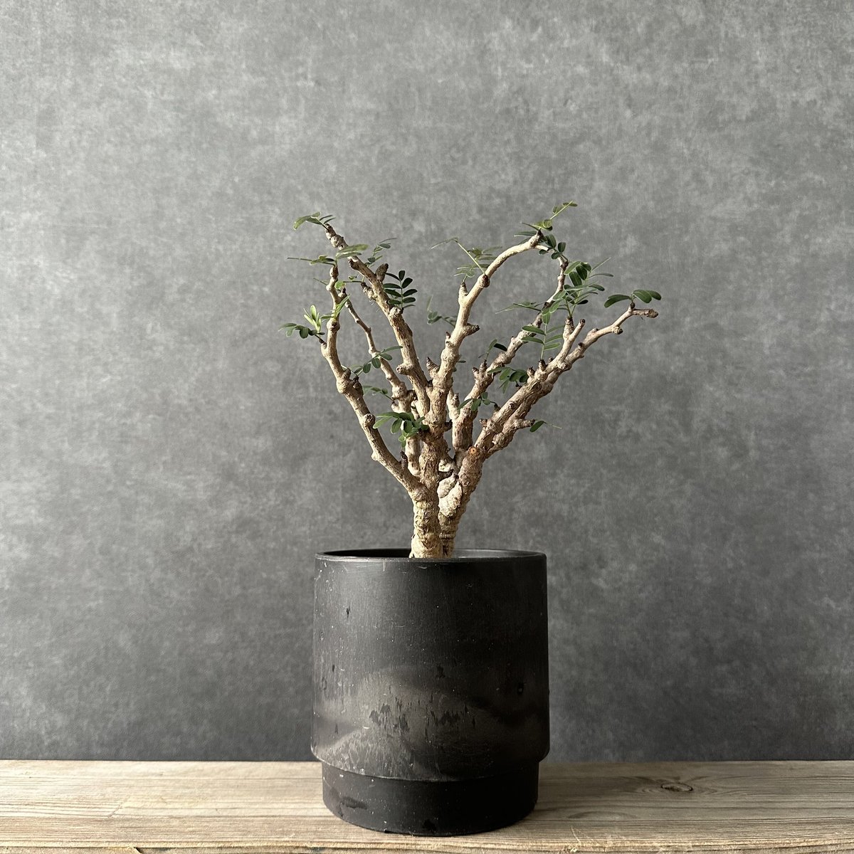 現地球・発根済】センナ メリディオナリスル 鉢付き 塊根植物