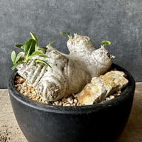 現地球・発根済】センナ メリディオナリスル 鉢付き 塊根植物