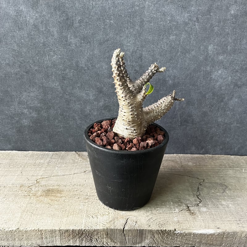 現地球・発根済】パキポディウム マカイエンセM 鉢付き 塊根植物