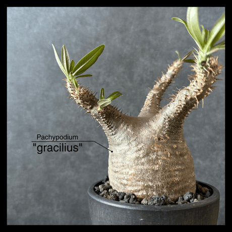 【現地球・発根済】パキポディウム グラキリス　　鉢付き　塊根植物　コーデックス　観葉植物　インテリア　多肉植物　PGS-12
