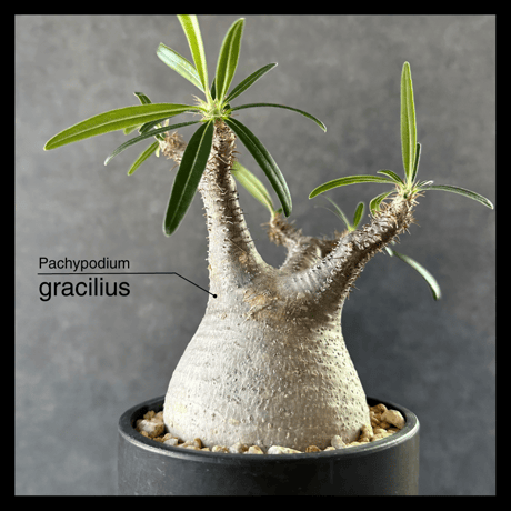 【現地球・発根済】パキポディウム グラキリス　鉢付き　塊根植物　コーデックス　観葉植物　インテリア　多肉植物　PGM-3