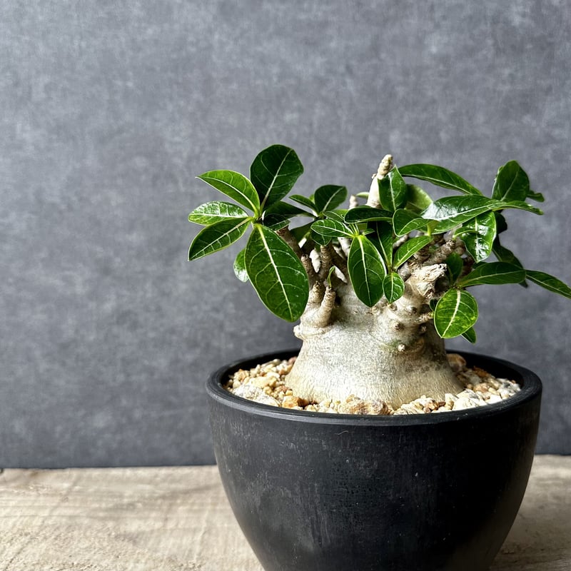 g 良型 アデニウム ドワーフ タコ足 塊根植物 コーデックス アラビカム 塊根植物】良型 アデニウム アラビカム スーパードワーフ プラ鉢