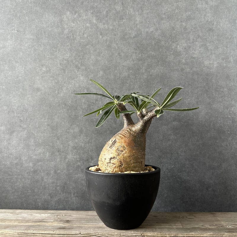 現地球・発根済】パキポディウム グラキリス 鉢付き 塊根植物