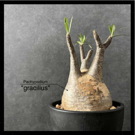 Laule'a PLANTS