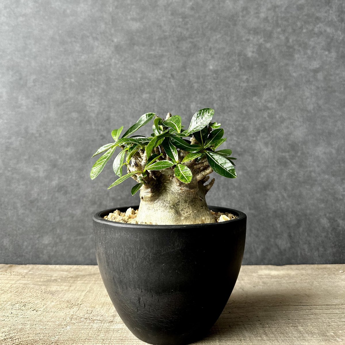 アデニウム アラビアカム ドワーフ 塊根植物 コーデックス 観葉植物