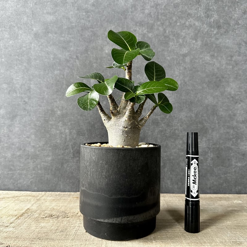 アデニウム ブラックスキン 塊根植物 コーデックス 観葉植物 アデニウム ブラックスキン 塊根植物 コーデックス 観葉植物