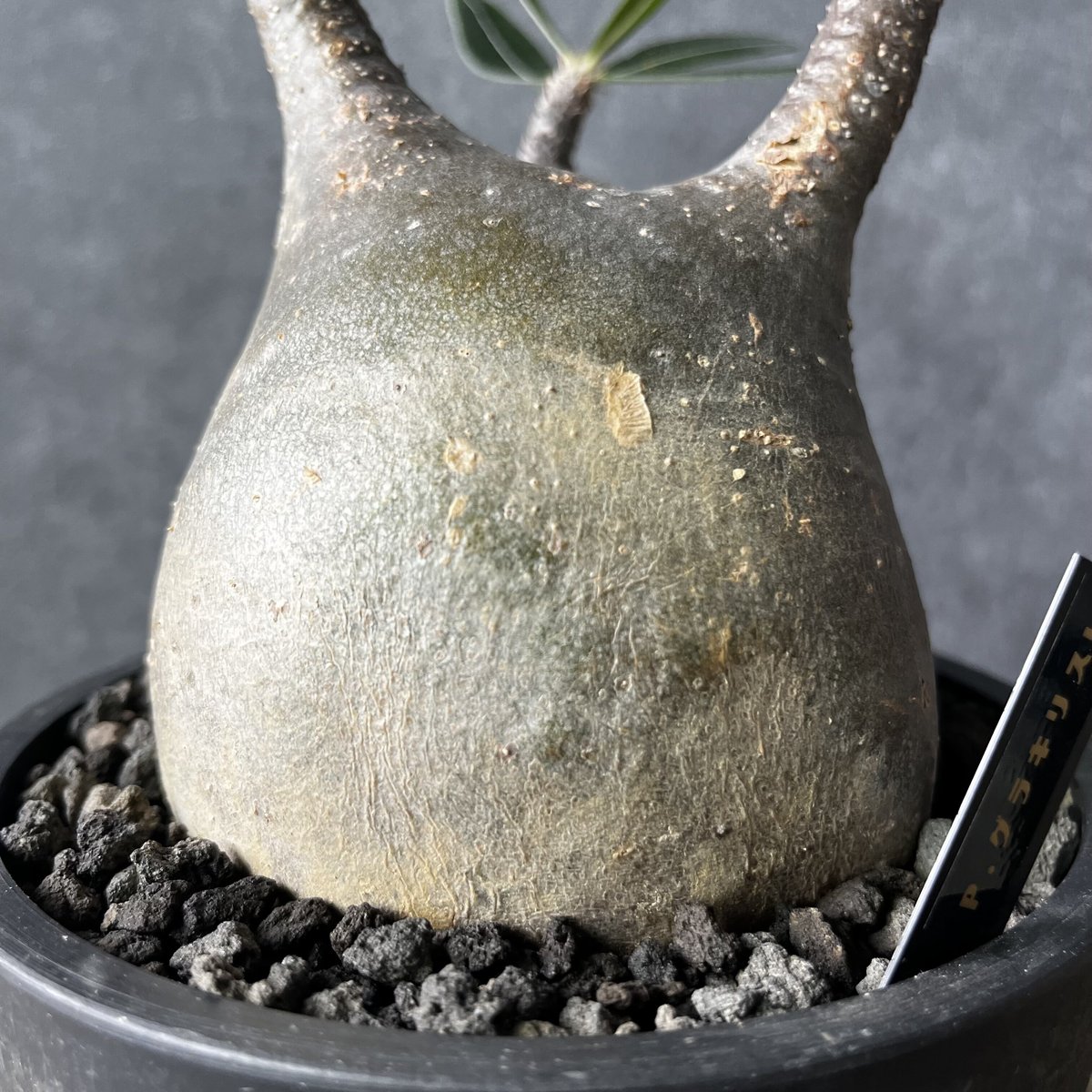 現地球・発根済パキポディウム グラキリス 鉢付き 塊根植物