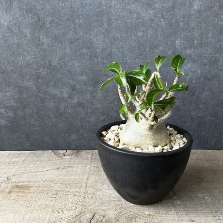 アデニウム　アラビアカム　ドワーフ　鉢付き　塊根植物　コーデックス　観葉植物　多肉植物　AAD-3