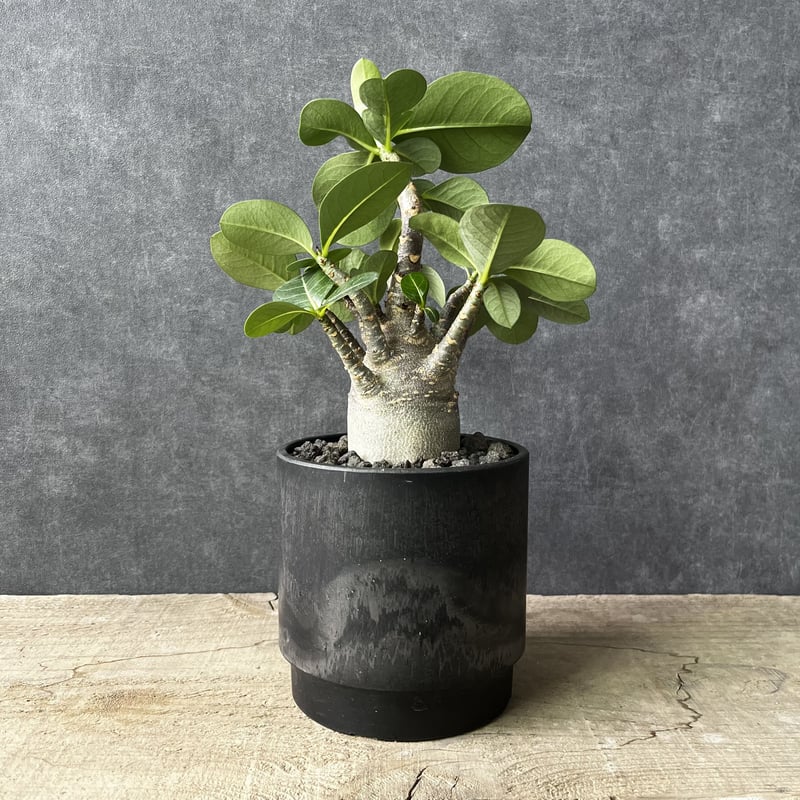 アデニウム・ブラックスキン 塊根植物 コ－デックス 観葉植物