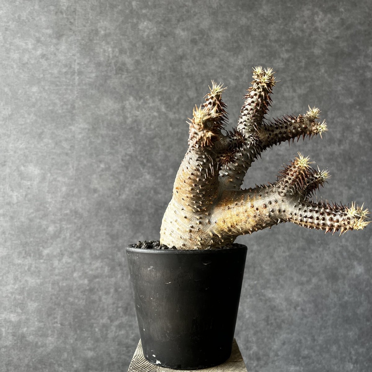 【超良型】マカイエンセ現地球 超良型】マカイエンセ現地球