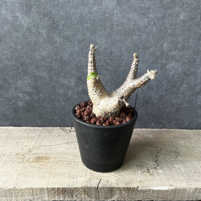 現地球・発根済】パキポディウム マカイエンセM 鉢付き 塊根植物