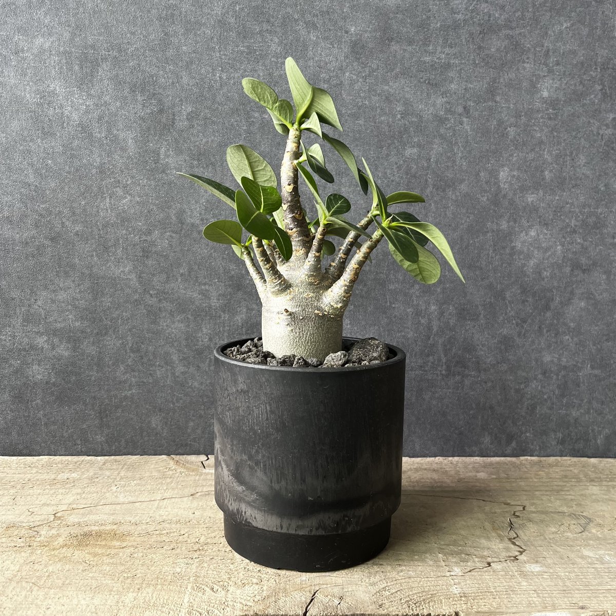 アデニウム・ブラックスキン 塊根植物 コ－デックス 観葉植物 多肉植物