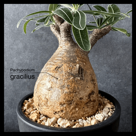 【現地球・発根済】パキポディウム グラキリス　鉢付き　塊根植物　コーデックス　観葉植物　　インテリア　多肉植物　PGL-7