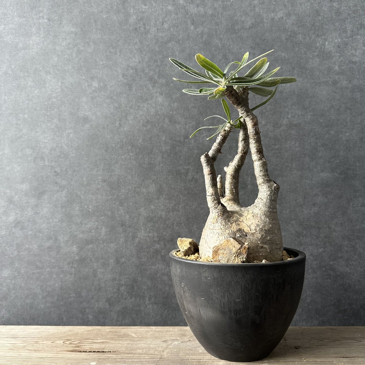 パキポディウム グラキリス 塊根植物 コーデックス 現地株 SRL 鉢付き fit=scale-down,w=1200