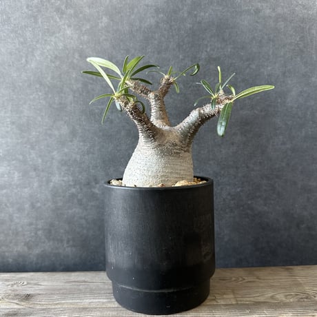 【現地球・発根済】パキポディウム グラキリス　鉢付き　塊根植物　コーデックス　観葉植物　インテリア　多肉植物　PGM-3