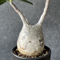 現地球・発根済】パキポディウム マカイエンセM 鉢付き 塊根植物