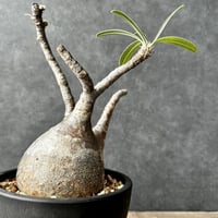 現地球・発根済】パキポディウム マカイエンセ 魔界玉 PML-1 現地球・発根済】パキポディウム マカイエンセ 魔界玉 PML-1