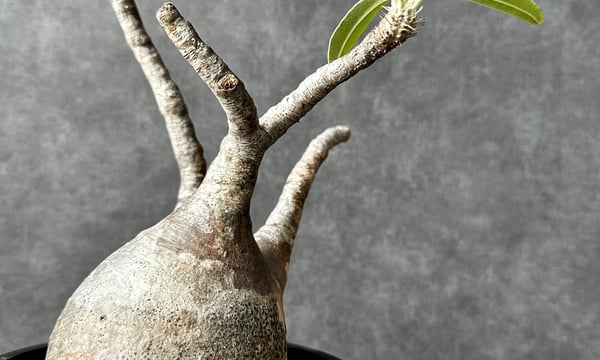 Laule'a PLANTS