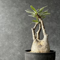 現地球・発根済】パキポディウム マカイエンセM 鉢付き 塊根植物