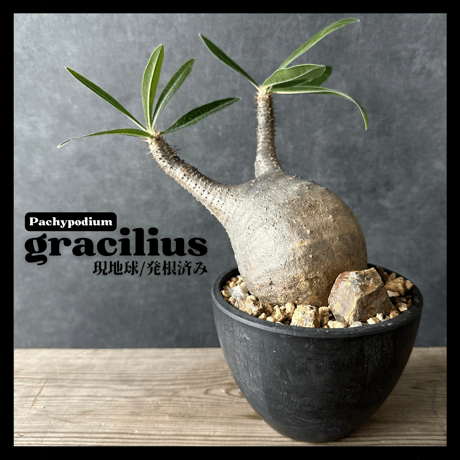【現地球・発根済】パキポディウム グラキリス　鉢付き　塊根植物　コーデックス　観葉植物　多肉植物　PGS-3