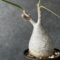 現地球・発根済】パキポディウム グラキリス 鉢付き 塊根植物