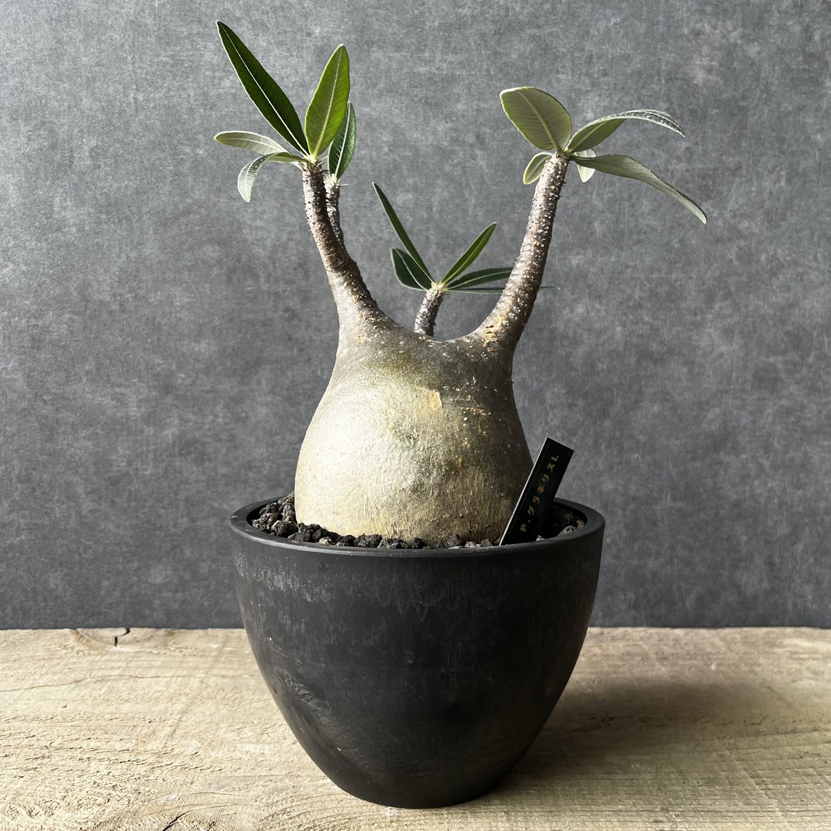 作家鉢付　美株　扁平　パキポディウム　グラキリス　現地球　発根済 fit=scale-down,w=1200