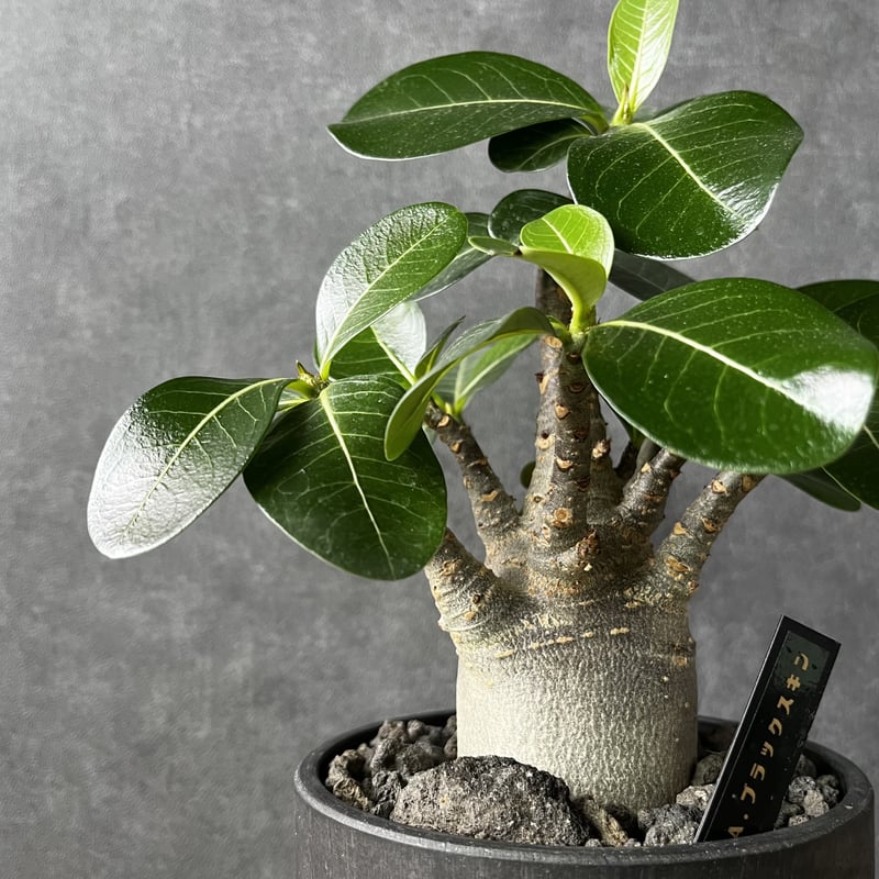 【激レア/ブラックスキン/ドワーフ/超極太 】アデニウム ガラメータコ足A-10 激レア/ブラックスキン/ドワーフ/超極太 】アデニウム