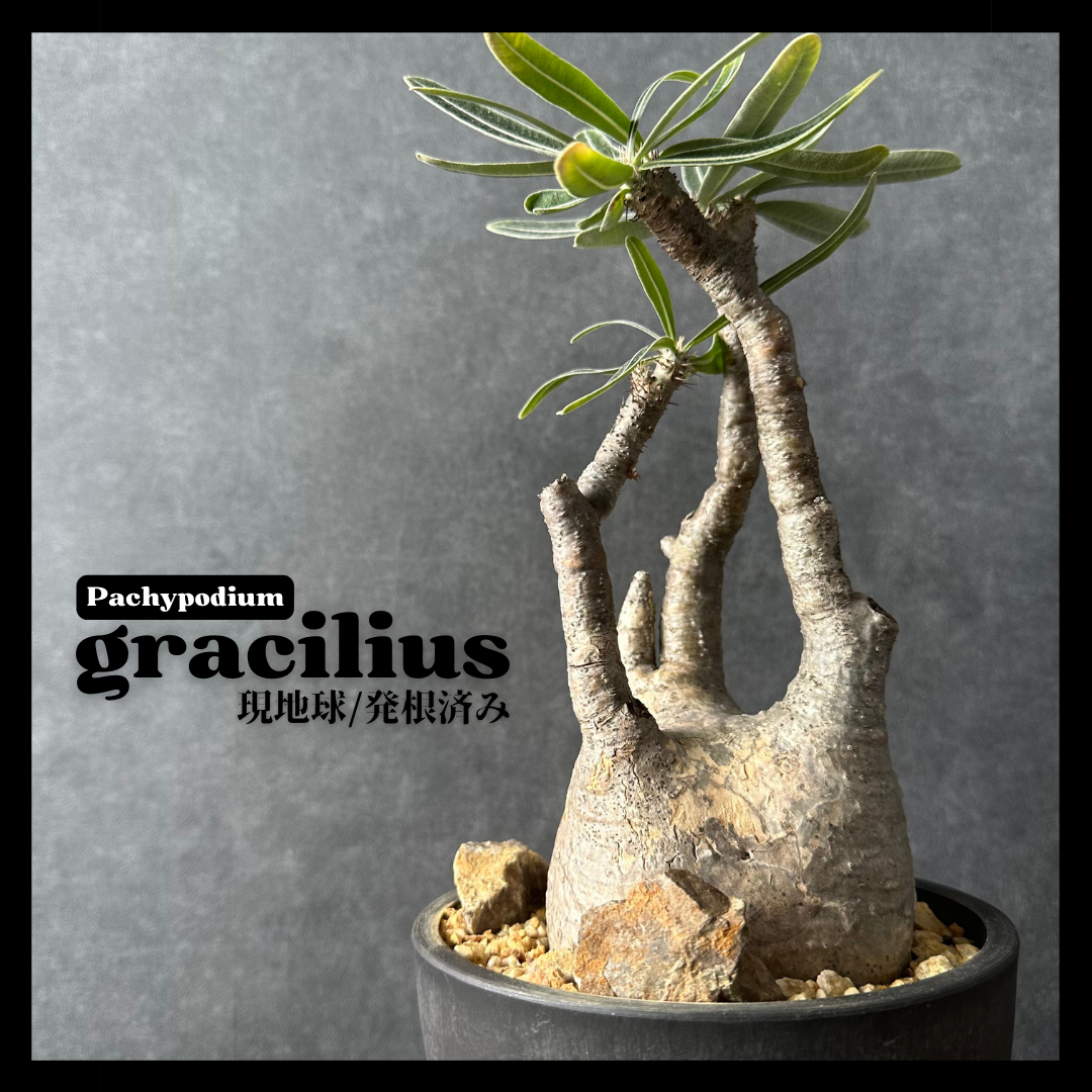 【現地球・発根済】パキポディウム グラキリス　鉢付き　塊根植物　コーデックス　観葉植物　インテリア　多肉植物　PGL-13