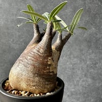 パキポディウム グラキリス 現地球 多頭 レア株 検パキプス、マカイエンセ パキポディウム グラキリス 現地球 多頭 レア株 検パキプス